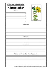Pflanzensteckbrief-Adonisröschen.pdf